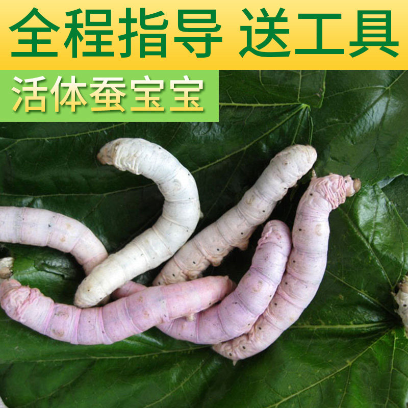 新鲜桑叶活体蚕宝宝一二三龄健康蚕宝宝桑蚕小蚕春蚕北京发货包活图片