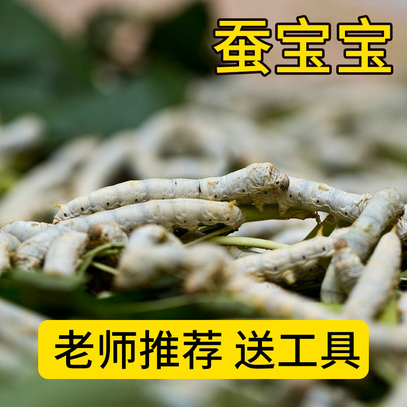 蚕宝宝活体新鲜桑叶1-2-3-4龄健康蚕桑蚕小蚕春蚕北京发货包活图片