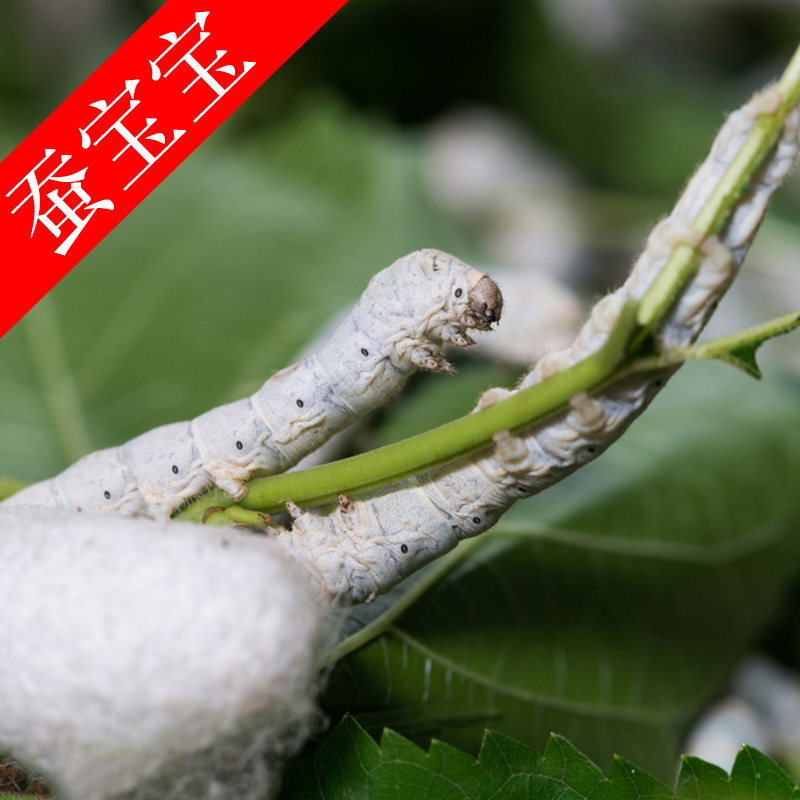 蚕宝宝新鲜桑叶活体一二三龄健康蚕宝宝桑蚕小蚕春蚕北京发货包活图片