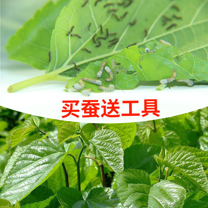 新鲜桑叶现摘北京蚕宝宝饲料学生图片