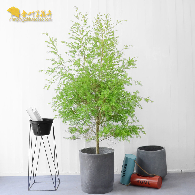 千层金 黄金香柳植物盆栽室外植物盆景成都植物彩叶植物金叶子在类目 鲜花速递/花卉仿真/绿植园艺, 花卉/绿植盆栽（新）, 绿植中 - 来自Buy2taobao.com提供专业的淘宝代购服务