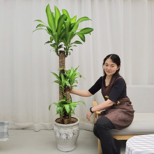 巴西木绿植盆栽室内客厅净化空气观叶盆栽大型花卉常绿植物盆景 - 封面
