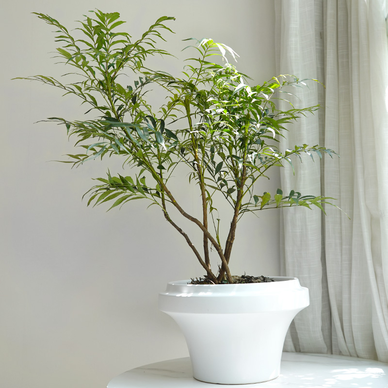 十大功劳小众盆景简约文艺茶室