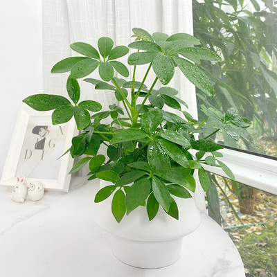 鸭脚木室内桌面除甲醛常绿植物