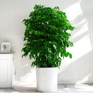 金叶子丛生绿宝大型盆栽办公室内客厅常绿植物净化空气幸福平安树