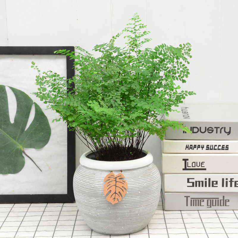 铁线蕨蕨类绿植盆栽室内桌面净化空气除甲醛耐湿润常绿植物盆景