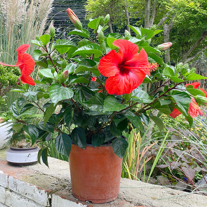 蓉城金叶子红木槿桑叶牡丹扶桑花卉园盆栽庭院室内外阳台常绿植物