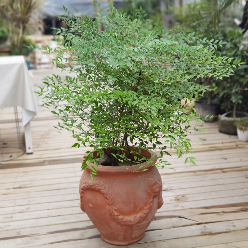 南天竹室外冬季耐寒楼顶花园植物