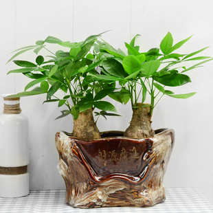 金叶子老桩发财树组合绿植盆栽办公室内桌面净化空气常绿植物盆景