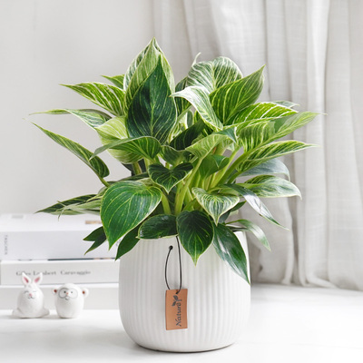 铂金钻好养活除甲醛净化空气室内