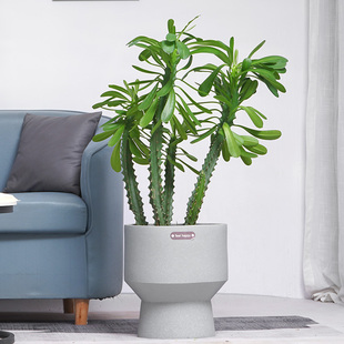 金叶子仙人掌植物霸王鞭龙骨防辐射易养活客厅室内阳台花卉大盆栽