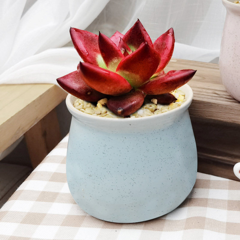 罗密欧多肉植物萌肉办公室内桌面防辐射吸甲醛趣味绿植花卉盆栽