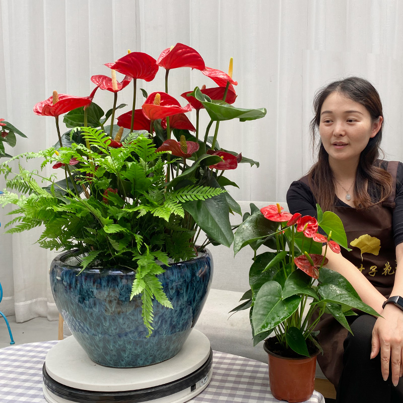 红掌桌面节日净化空气礼品植物