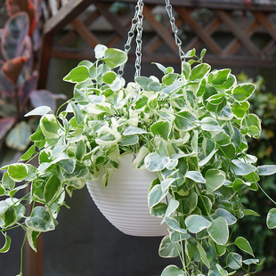 金叶子花叶蔓长春藤本四季 常绿植物盆栽垂吊兰室内外阳台花园花卉