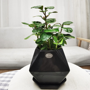 常青植物开业招财绿植花 小盼菩提招财树绿植小盆栽办公室内四季