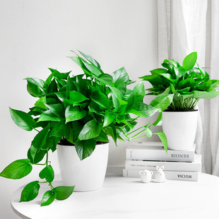 金叶子小绿萝盆栽除甲醛办公室内绿植物新房净化空气花卉长藤吊兰