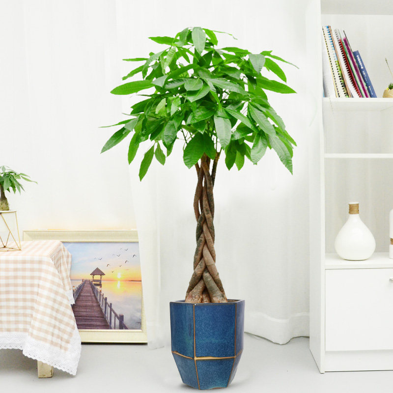 辫子发财树绿植盆栽净化空气除甲醛植物室内观叶常绿办公室花卉,鲜花速递/花卉仿真/绿植园艺,绿植,淘宝优惠券,粉丝福利购,淘宝优惠卷