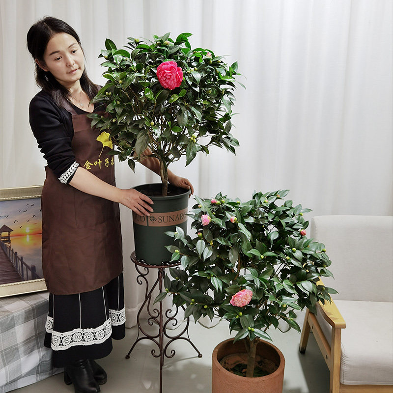茶花香茶赤丹植物盆栽时令花卉花期长阳台盆栽绿植盆景金叶子包邮