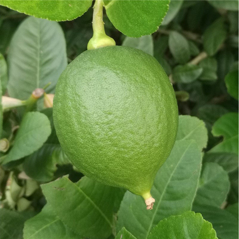 千亩果园直采广东无籽四季香水柠檬连锁店奶茶店手打爆打柠檬茶