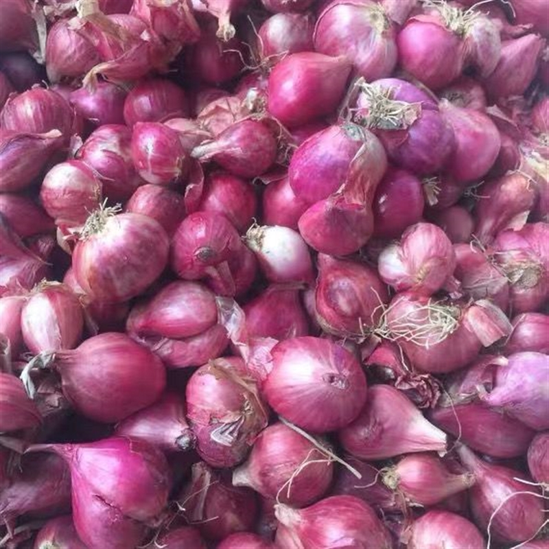 cu hanh tim 新鲜小红葱头 hanh kho香葱500g