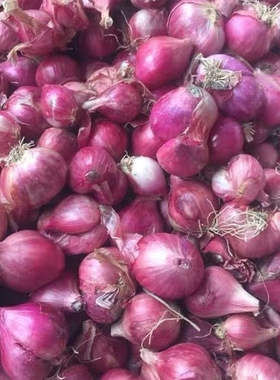 cu hanh tim 新鲜小红葱头 hanh kho香葱500g