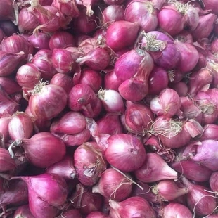 新鲜小红葱头 tim kho香葱500g hanh