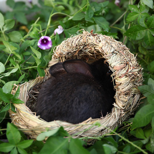 异宠兔子草窝 造景仓鼠窝松鼠荷兰猪龙猫豚鼠刺猬拖鞋躲避屋