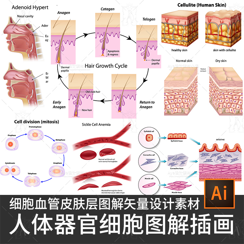 细胞组织人体器官皮肤毛囊肺部医学医疗矢量插画海报宣传设计素材