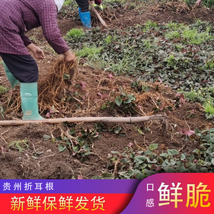 贵州毕节新鲜折耳根农家自采鱼腥草生鲜脆嫩干净不带泥凉拌好吃