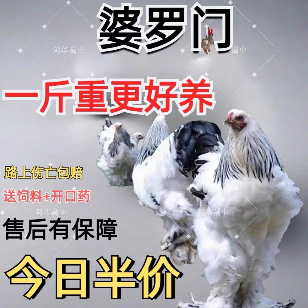 正宗一斤婆罗门鸡苗鸡纯种巨型梵宠物鸡