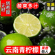 时令水果 云南塔希提无籽香水青皮柠檬薄皮酸当季 包邮 现摘现发