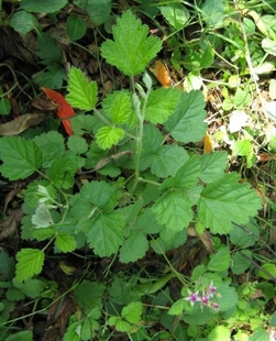 野生山莓根 树莓根 中药材覆盆子根  三月泡根自然晾晒