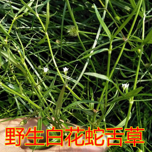野生白花蛇舌草 目目生珠草 蛇针草 蛇删草 羊须草干货中药材包邮