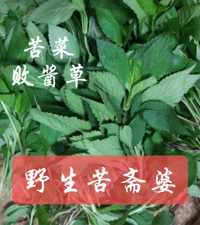 福建野生苦斋菜 苦斋婆 苦斋麻 苦抓野菜干败酱草干苦菜煲汤清热