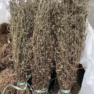 农家采收香儒草 青草香薷草茶 香鱼子 石香薷花草 茶香茹草泡茶煮