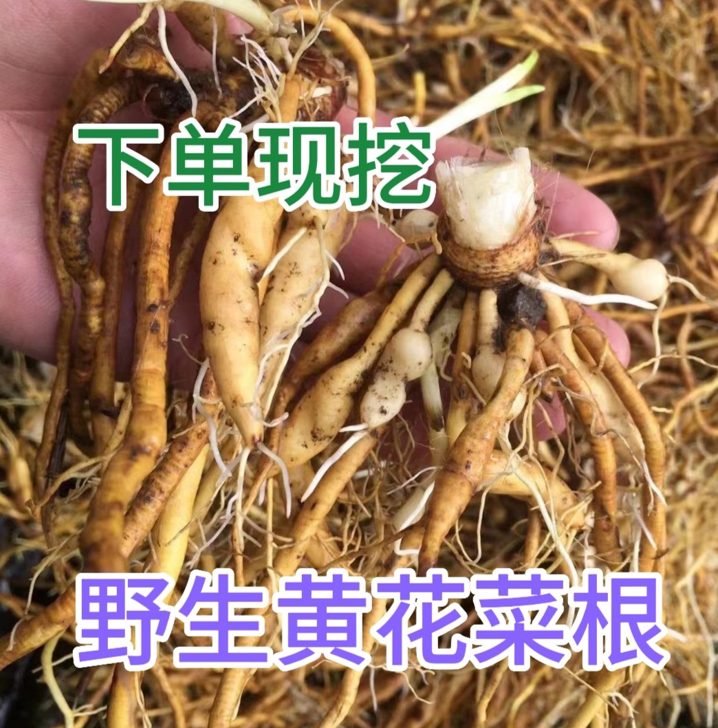 野生农家金针根新鲜黄花菜根 萱草根 忘忧草根生的 纯天然500g