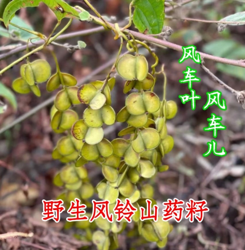 野生中草药材风车叶风车藤风车儿风铃山药风车叶子耳响鸣散装包邮