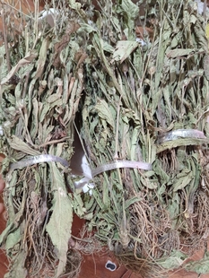 地胆草中药材地苦胆草 草鞋根铁灯柱 野生地胆头中草药牛契埔红花