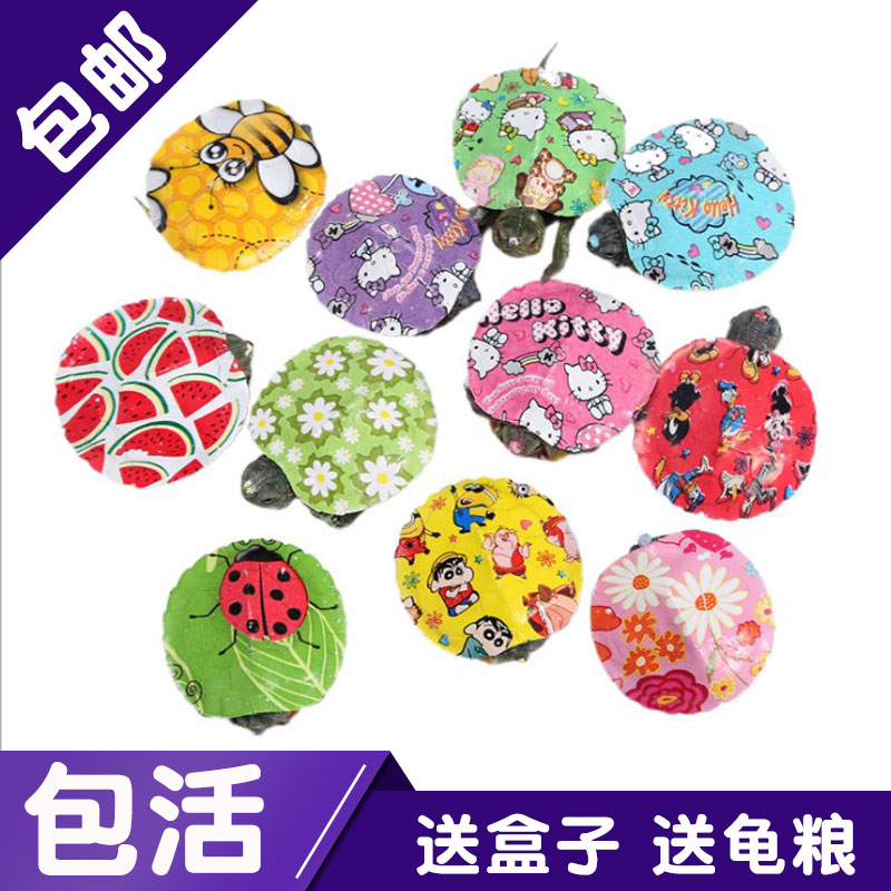 网红小宠物炫彩小乌龟活物卡通七龟/鳖