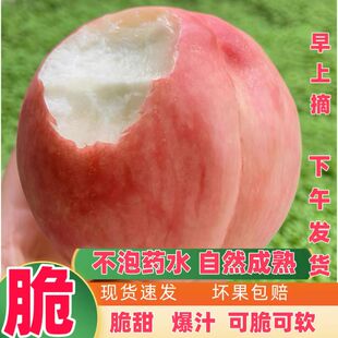 四川新鲜胭脂水蜜桃子脆甜硬应季现摘水果水蜜桃毛桃子5斤包邮
