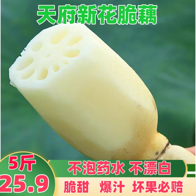 四川特产新花莲藕脆藕新鲜现挖莲藕脆嫩水果莲藕白莲藕现挖现发