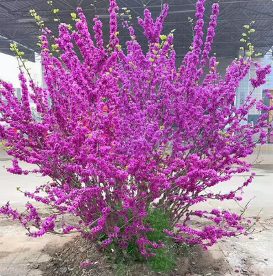 紫荆花树苗庭院开花树丛生紫荆紫薇树苗耐寒绿化工程苗南北方种植