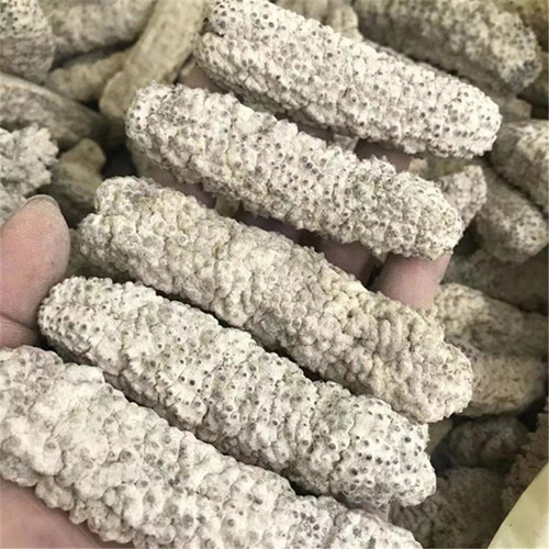 黄肉参黄玉参爆款直销淡野生海参干货新品天然米刺参煲汤500g包邮