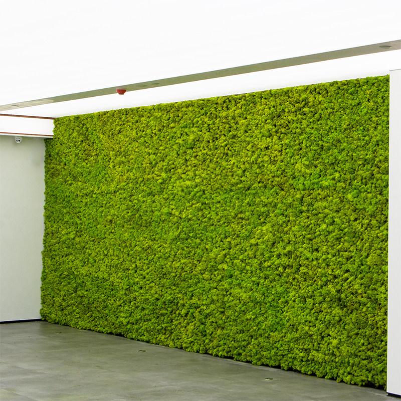 永生苔藓植物墙无杂质真苔藓保鲜室内微景观青苔装饰背景墙定制