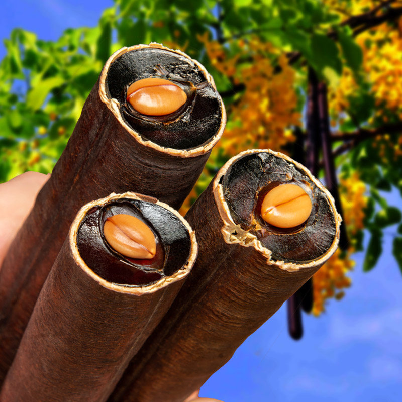 大解果500g云南腊肠树果非野生尼泊尔奇异果植物正品