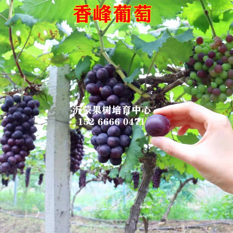香峰葡萄苗 嫁接苗 盆栽地栽南方北方葡萄树苗 当年结果树苗 包邮