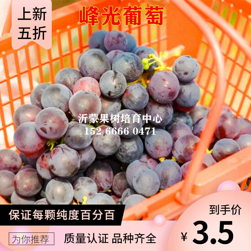 峰光葡萄树苗早熟无核黄香蜜葡萄树苖盆栽地栽北南方种植当年结果