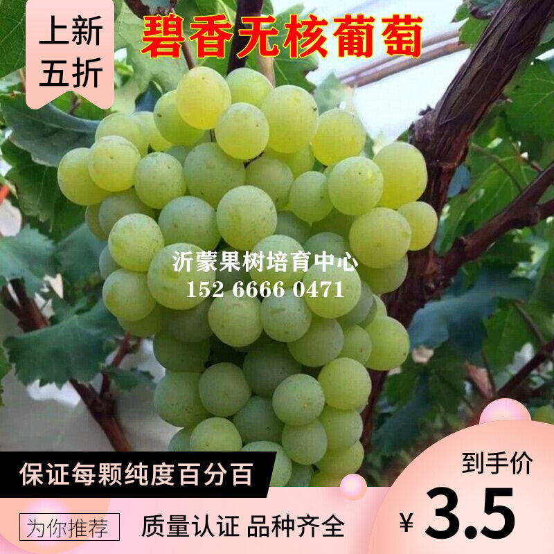超早熟葡萄苗 碧香无核葡萄 盆栽地栽果树苗木无核葡萄树当年结果