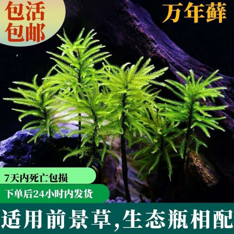 雨淋缸造景价格 雨淋缸造景图片 星期三