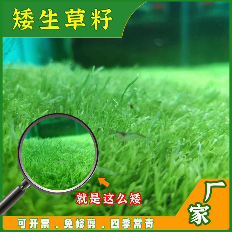 草坪种子狗牙根四季青草籽黑麦草高羊茅矮生百慕大马尼拉果岭草种